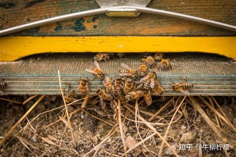 蜜蜂 死 在家里 代表 什么|养蜂人手记（一）：蜂王丢失/离巢意味着什么，有无补救措施？